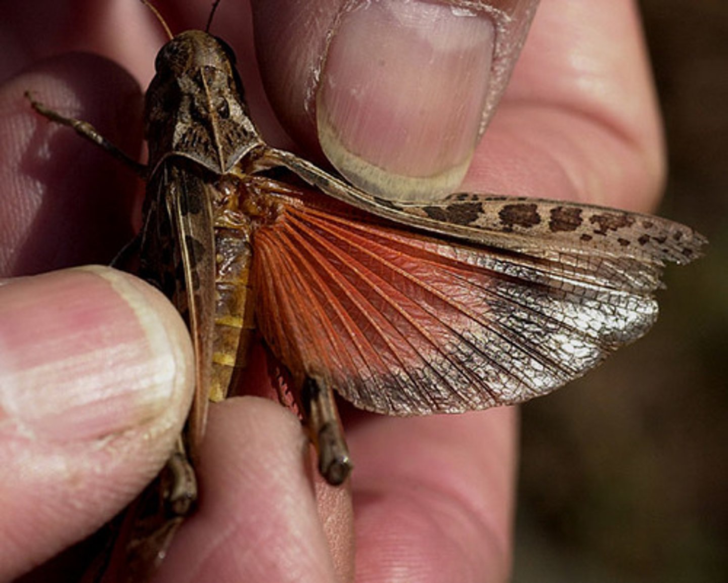 <p>The front wing of grasshoppers, crickets, katydids, and cockroaches</p>