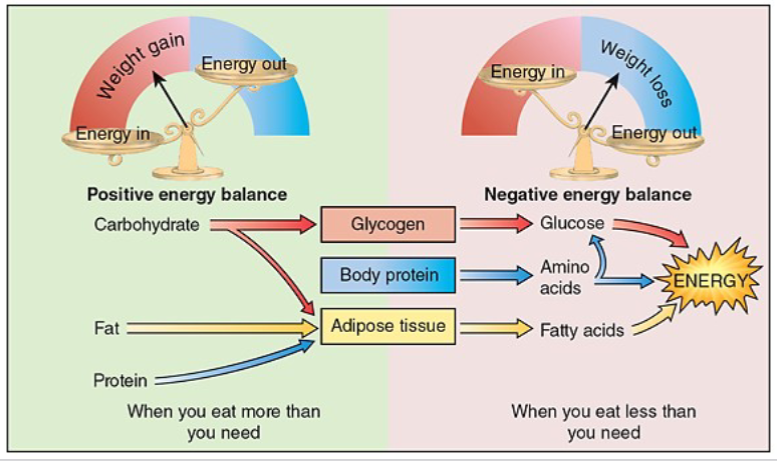 <ul><li><p>consuming more energy than needed will result in energy storage</p></li><li><p>consuming less energy than needed will result in depletion of the energy reserves</p></li><li><p><strong>energy needs directly impact energy balance </strong></p></li></ul><p></p>