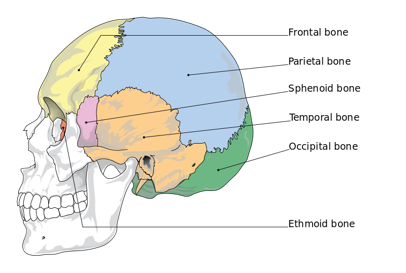 <p>The 8 bones of the cranium are the frontal bone, parietal bones (x2), temporal bones (x2), occipital bone, sphenoid bone, and ethmoid bone.</p>