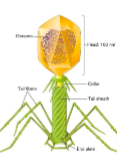 <ul><li><p>asymmetrical viruses </p></li><li><p>icosahedral </p></li><li><p>helical </p></li></ul><p></p>