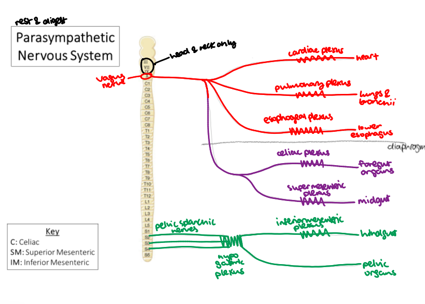 <ul><li><p>Provides parasympathetic innervation to the thoracic organs, most of the abdominal organs</p></li><li><p>Fibers branch along its path to join several different plexuses that travel to specific organs</p></li></ul><p></p>