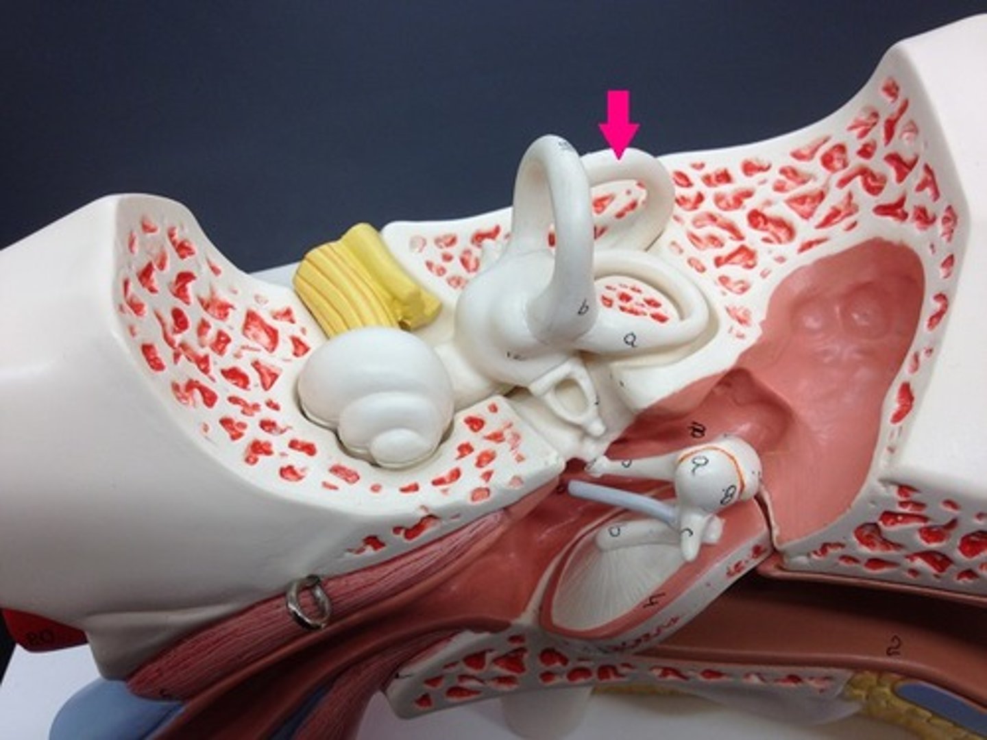 <p>ear to shoulder</p>