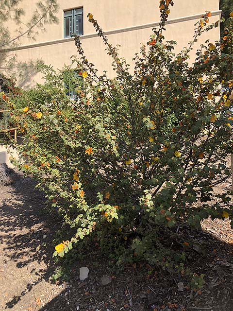 <p><span><span>flannel bush</span></span></p>