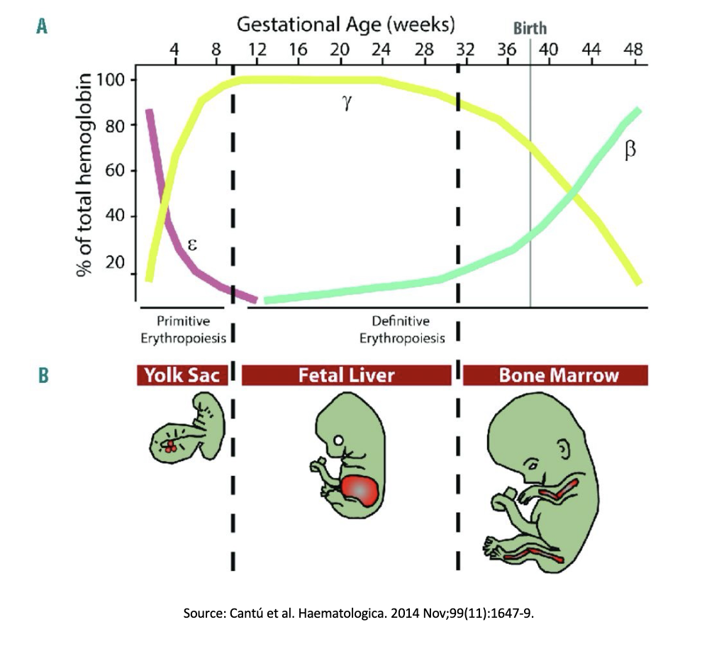 <p><span style="color: rgb(253, 253, 253);"><span>Using CRISPR-Cas9 to cure sickle cell anemia</span></span></p><ul><li><p>When in utero the fetus uses GAMA-hemoglobin (Y-globin)which is more oxygen prone than the BETA-hemoglobin in adults </p></li><li><p>The BETA-hemoglobin (B-globin) gene mutation is what causes sickle cell anemia </p></li><li><p>Therefor to cure sickle cell anemia you want to do REPLACE ALL B-GLOBIN WITH Y-GLOBIN </p></li></ul><p></p>