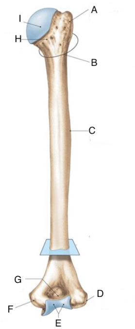 <p>D</p>