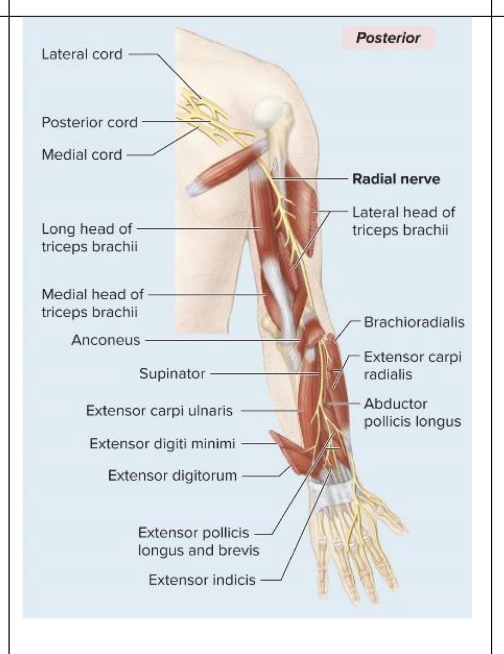 <p>Motor innervation of radial nerve</p>