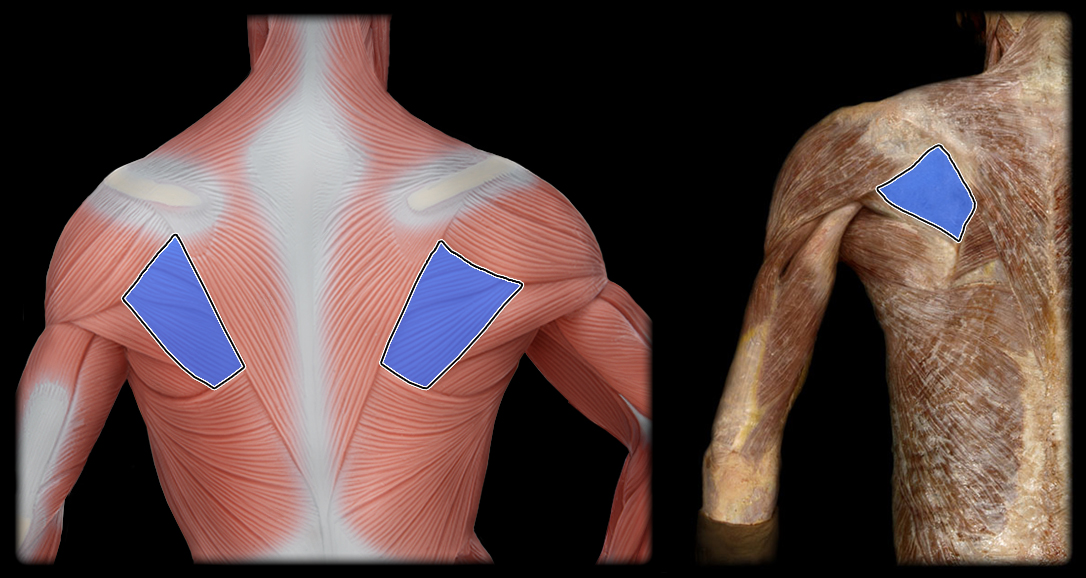 <p>action of infraspinatus</p>