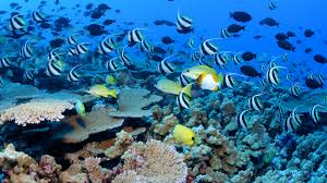 <p>động vật hoang dã và các loài sinh vật biển </p><p>As I talked before, beside some positive aspects, the development of tourism industry would adversely influence the …… environment. </p>