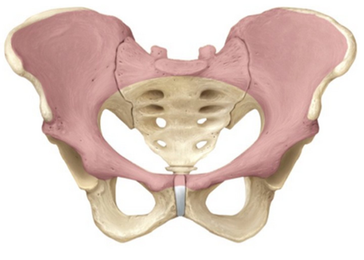 <p>pelvic cavity found above the pelvic brim</p>