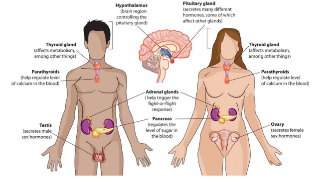 **Thyroid gland** 

* Affects metabolism/ other things

**Parathyroids**

* Regulate blood calcium levels

**Hypothalamus**

* Brain region controlling pituitary gland

**Adrenal glands**

* Help trigger fight/ flight response

**Pancreas**

* Regulate blood sugar levels 

**Ovary** 

* Secretes female sex hormones

**Testis**

* Secretes male sex hormones