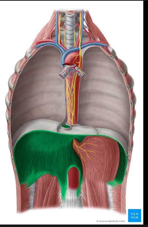 <p>Identify the highlighted muscle</p>