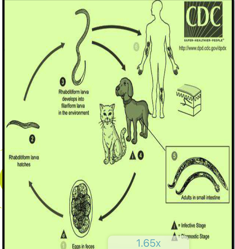 <p>Life cycle?</p>