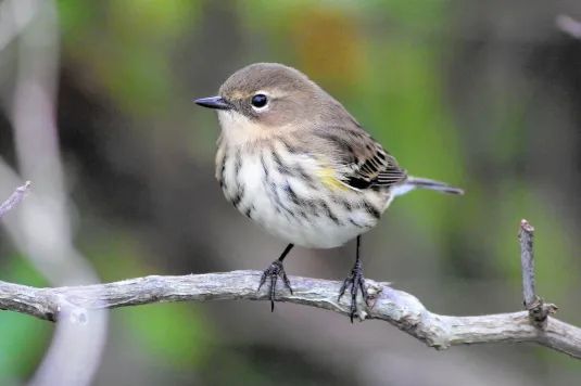 <p><span style="color: rgb(173, 172, 172);"><em>Yellow-rumped </em></span>Warbler</p><p><span style="color: rgb(151, 149, 149);">(female pictured here) </span></p><p><span style="color: rgb(151, 149, 149);">aka Myrtle Warbler</span></p>