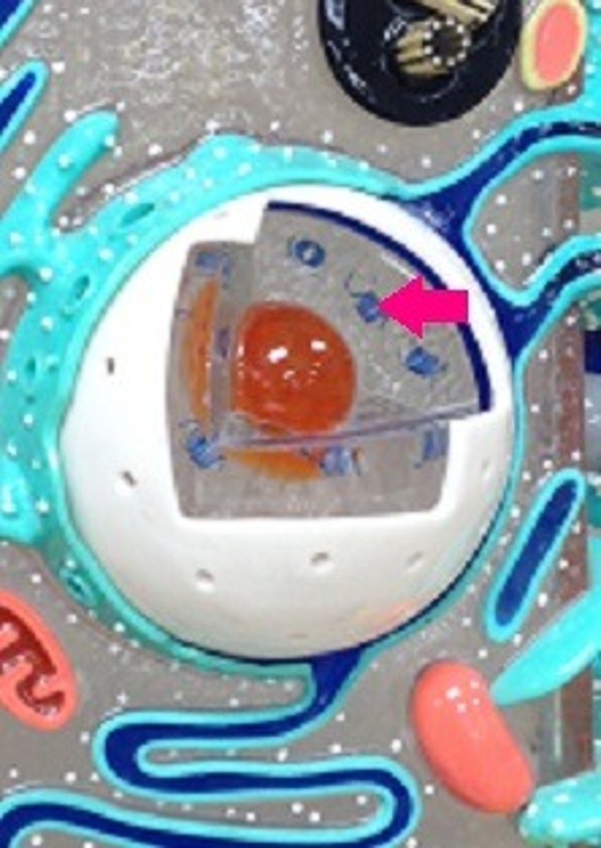 <p>Identify the blue coil.</p>