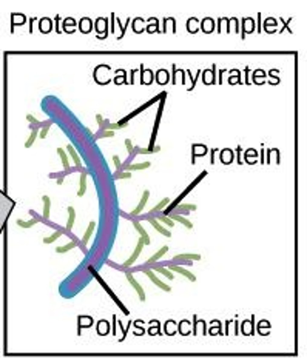 <p>Proteins with many long carbohydrate chains</p>