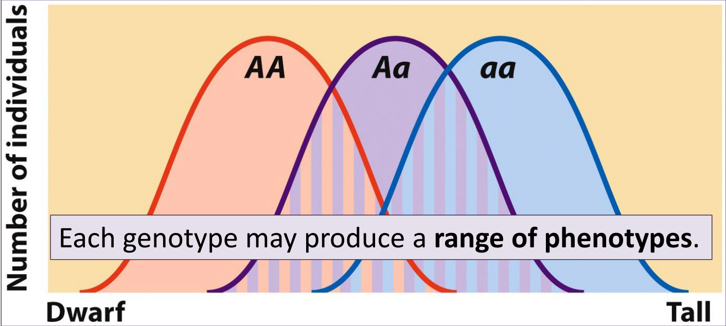 Environmental factors often influence quantitative characteristics 
- Can be difficult to see which phenotype to use 
- If a trait is polygenic:
-- Many genotypes are possible
-- Several genotypes might produce the same phenotypes  
-- Often environmental factors influence phenotype
- Quantitative genetics- genetic analysis of complex characteristics 
- Quantitative trait loci (QTL)- Chromosomal regions contain genes that influence a quantitative trait 
-- Region produces variation
- Knowing variation can determine loci, genes, etc. 