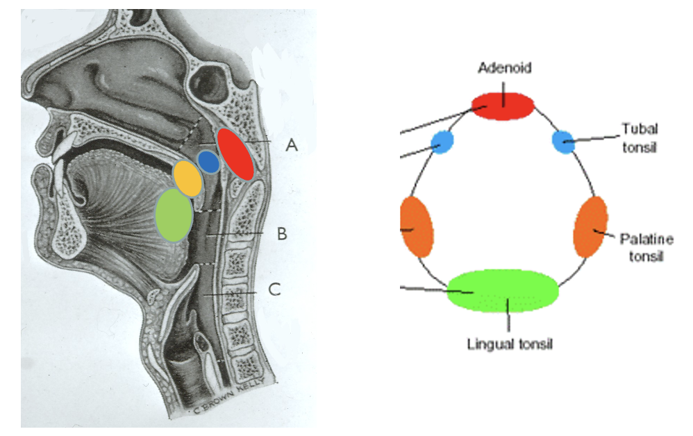 <p>what is this diagram showing</p>
