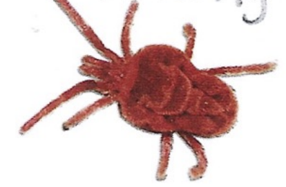 <p>ఇది ఏమిటి?</p>