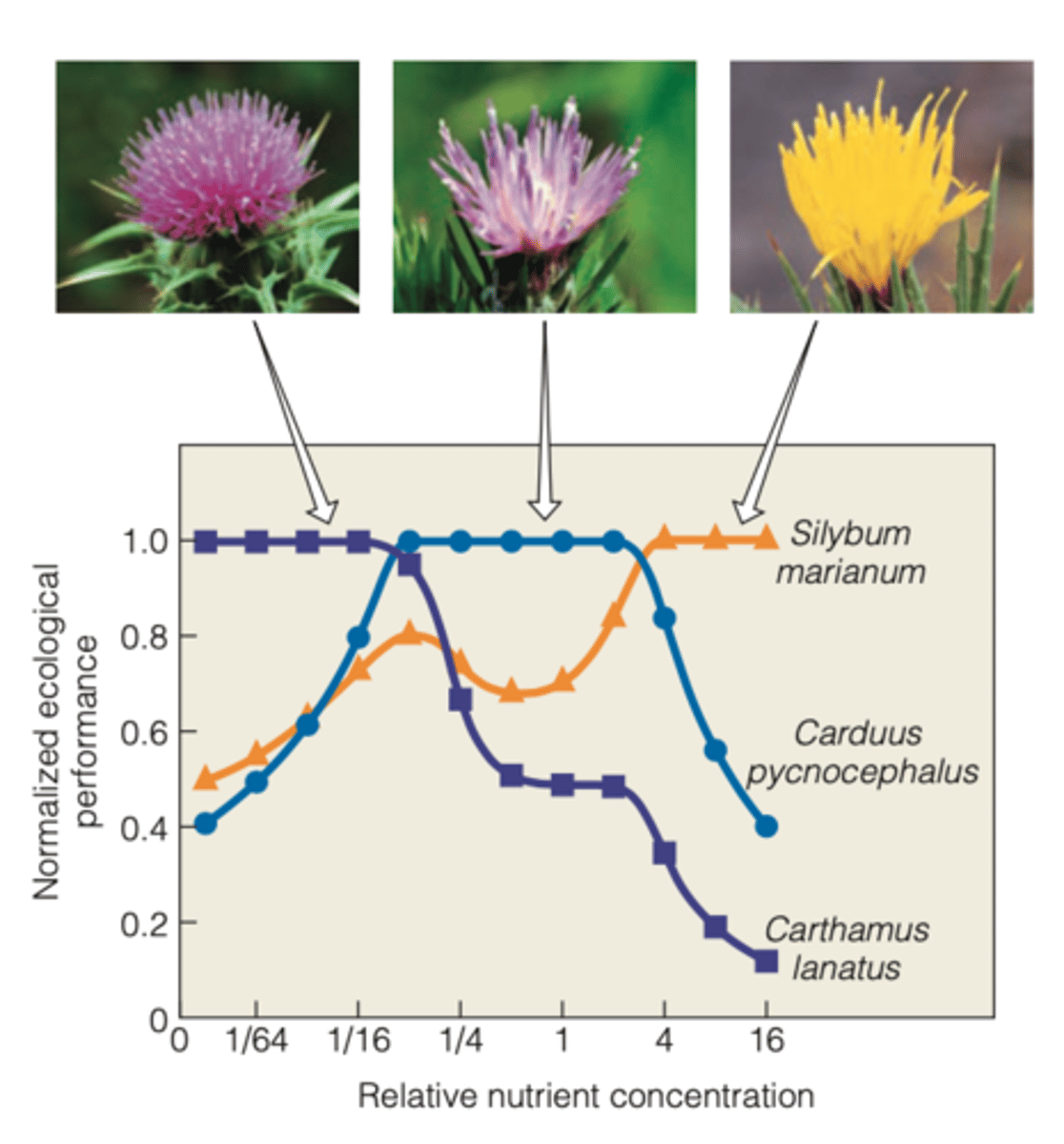 <p>WHERE WAS THIS SEEN?</p><p>- seen when the response of each species in the mixed experiments was expressed on a relative basis</p><p>----------------</p><p>HOW WAS IT CALCULATED?</p><p>- dividing the biomass value for each species at each nutrient level by the value of the species that achieved the highest biomass at that level</p><p>----------------</p><p>RESULTS:</p><p>- range from 0 to 1.0</p><p>- 0 being the worst competitor</p><p>- 1 being the best competitor</p>