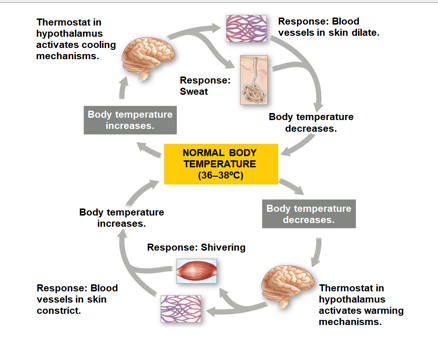 <p>Answer the following questions about physiological thermostats and fever.</p><p></p><ol><li><p>What controls thermoregulation in mammals?</p></li><li><p>How does fever affect he biological thermostat?</p></li><li><p>How do some ectothermic organisms increase their body temperature for infections?</p></li></ol>