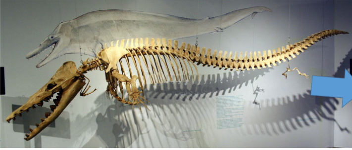 <p>An extinct genus of whale that lived during the late Eocene period, considered a transitional species between land mammals and modern whales. </p>