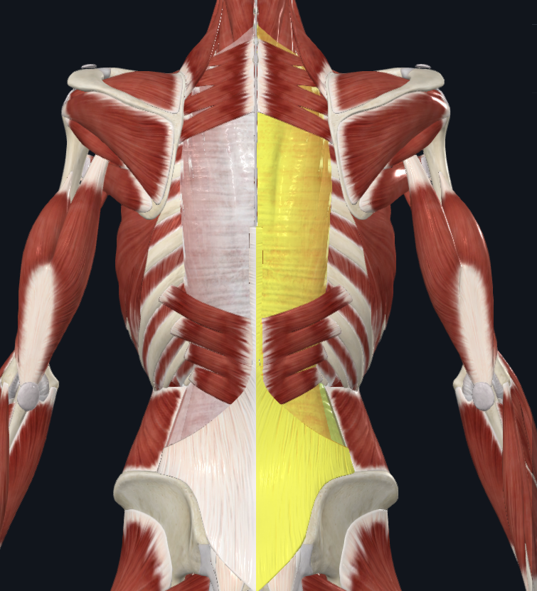 <p>What is highlighted yellow</p>