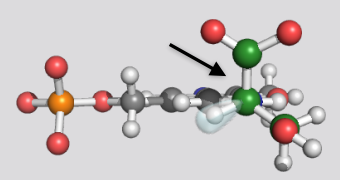 <p>What type of reaction catalyzed by PLP is shown by this image?</p><p></p><p>Between which atoms is the bond being cleaved?</p>