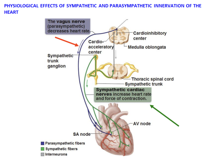 <ul><li><p>occurs when both divisions produce OPPOSITE effects on the same target</p></li></ul><p>Ex:</p><ul><li><p>Heart rate: sym increases, para decreases</p></li><li><p>Digestive functions: sym decreases, para increases</p></li><li><p>Pupil diameter: sym dilates, para contricts</p></li></ul><p></p>