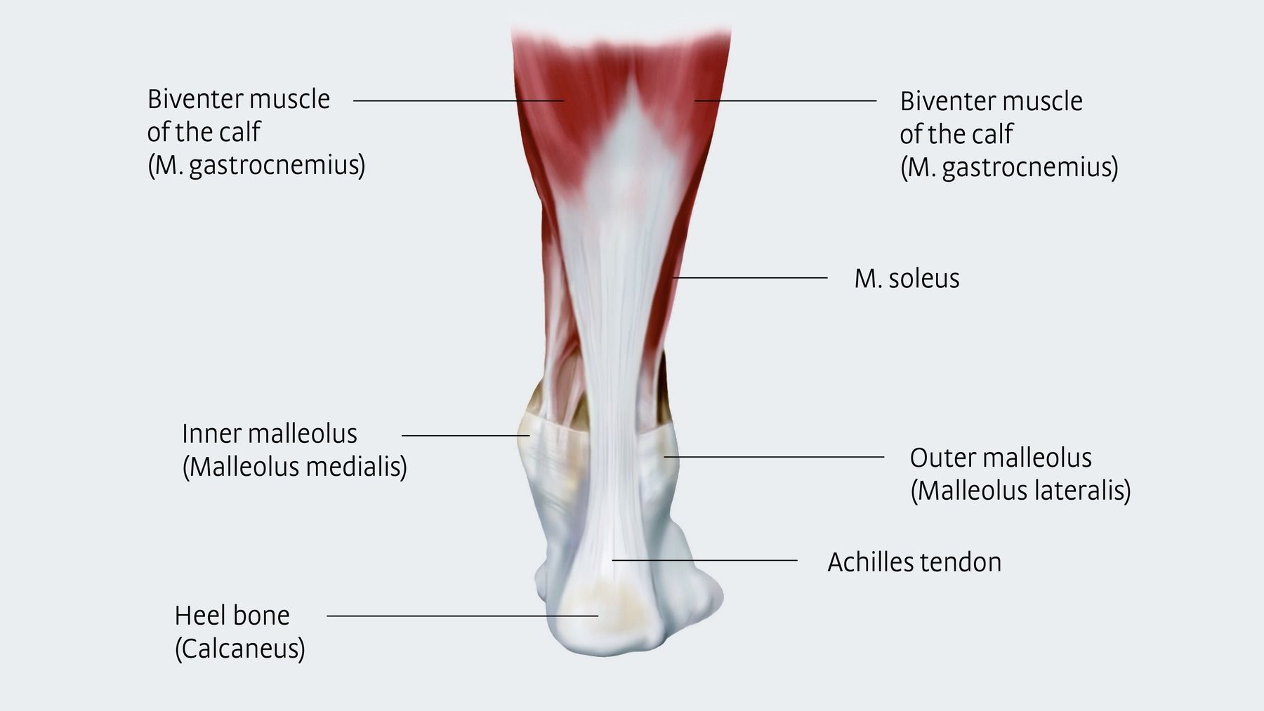 <p>Common tendon of gastrocnemius + soleus inserting on calcaneus strongest tendon in body. 🔎 White cord at heel. 💡 "Achilles = power cord."</p>