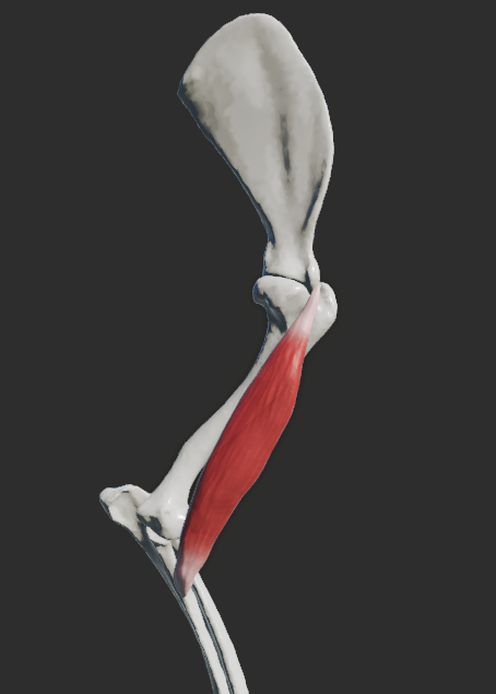 <p>odstup: tuberculum supraglenoidale scapulae </p><p>úpon - tuberositas radii, ligamentum collaterale laterale articulationis cubiti </p><p>fce: extenze v articulatio humeri, flexe v articulatio cubiti</p><p><em>průběh: mezi tuberculum majus et minus humeri v sulcus intertubercularis, kde jej překlenuje retinaculum musculi bicipitis brachii a dvojitý úpon m. supraspinatus. Na kraniální straně ze svalu vystupuje vazivový pruh – lacertus fibrosus, který přechází do povázky a do svalového bříška musculus extensor carpi radialis. U psa lacertus fibrosus je slabý, vytrácí se ve fascia antebrachii.</em></p>