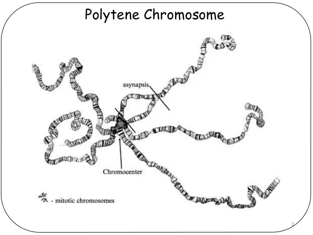 Polytene chromosome