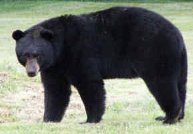 <p>black bear</p>