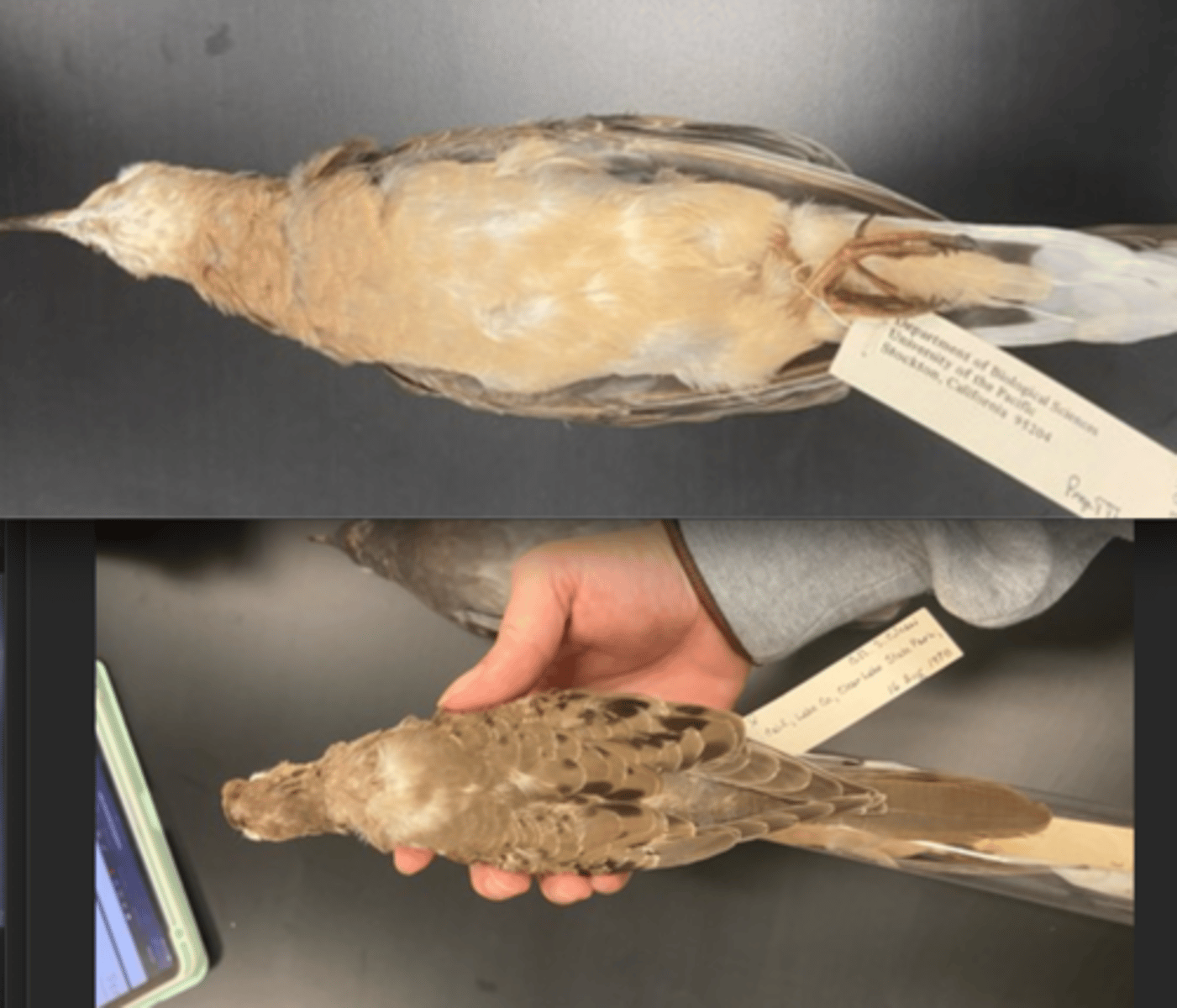 <p>CALL (mech of vocal?)</p><p></p><p>DIET</p><p>- herbivores (plant/seeds)</p><p>---------------------------</p><p>BEAK</p><p>- small</p><p>- curved</p><p>- sharp</p><p>---------------------------</p><p>FOOT MORPHOLOGY</p><p>- Anisodactyl</p>