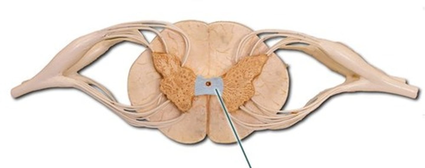 <p>cross bar of butterfly</p>