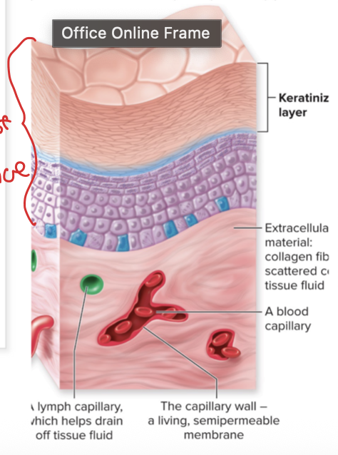 <p>Epithelial Tissue: What’s the function of the skin ?</p>