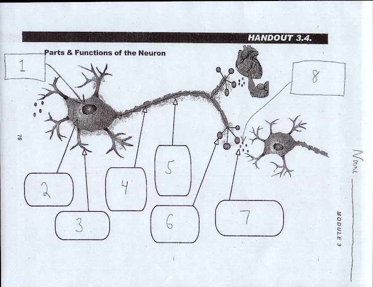 Parts of the brain Flashcards Knowt