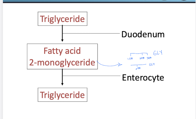<p>Triglyceride in the duodenum will be broken down into fatty acid and 2-monoglyceride.</p><p>In the enterocyte it will be put back together as a triglyceride</p><p>MORE DETIAL</p><ul><li><p>For triglycerides to be absorbed, first they are emulsified - broken down to increase surface area.</p></li><li><p>Enzymatic digestion - to become the monoglyceride and fatty acid so they can diffuse into the enterocyte</p></li><li><p>Reconstitution in enterocyte</p><ul><li><p>Will bind to apoprotein and enter the lymph vessel</p></li></ul></li></ul><p></p>