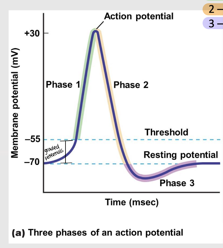 <p>What is phase 3 of an action potential?</p>