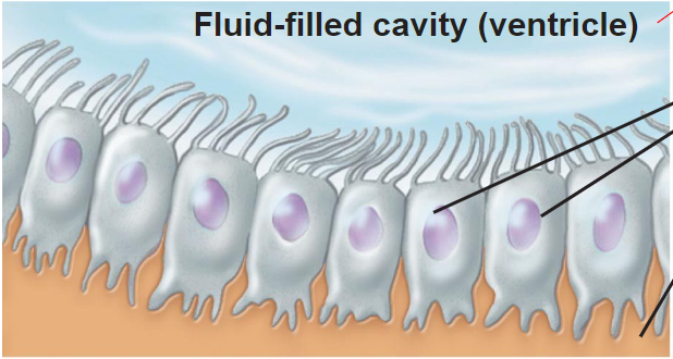 <ul>
<li>secretory</li>
<li>line cavities of brain &amp; spinal cord in CNS</li>
<li>secrete cerebrospinal fluid (CSF)</li>
<li>CSF cushions, protects, nourishes, nervous tissue</li>
<li>line CSF fllied cavities/ventricles</li>
</ul>