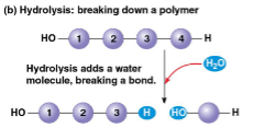 <p>breaking down a polymer</p>
