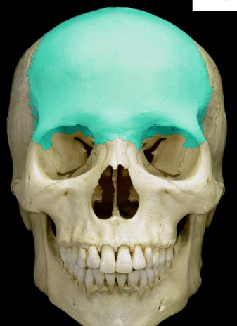 <p>front part of the cranium (forehead) including the upper part</p>