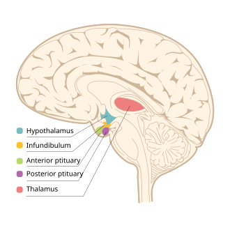 <p>small region below the thalamus that controls many unconscious bodily functions</p>