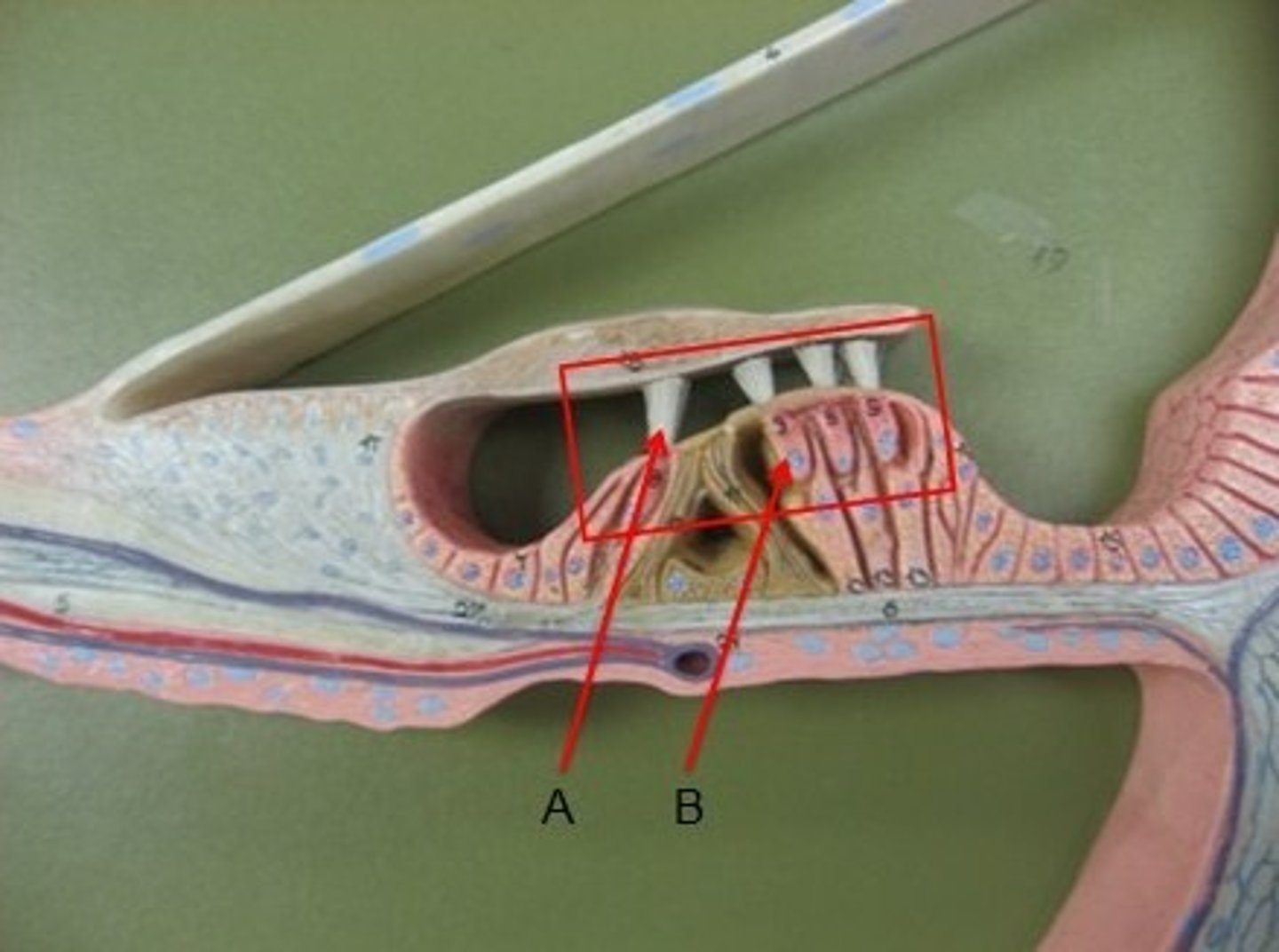 <p>what part of the ear is this?</p>
