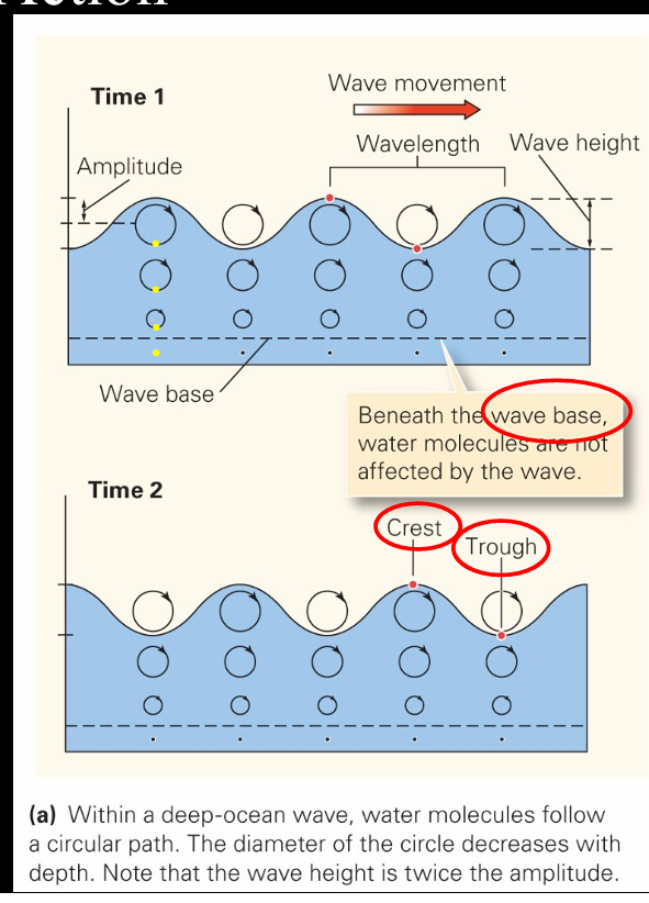 <p> • Crest - top of wave </p><p>• Trough - low area between waves. </p><p>• Wave base - the level (in depth) to which a wave affects the water</p>