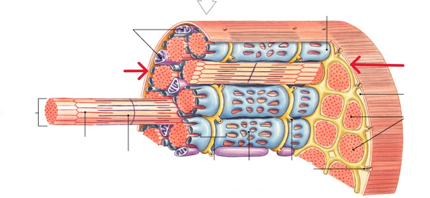 <p>Which part of the muscle fibers is:</p><ul><li><p>The cell membrane of a muscle cell</p></li><li><p>Maintains a transmembrane potential</p></li><li><p>Surrounds the sarcoplasm (cytoplasm of muscle cell)</p></li></ul><p></p>