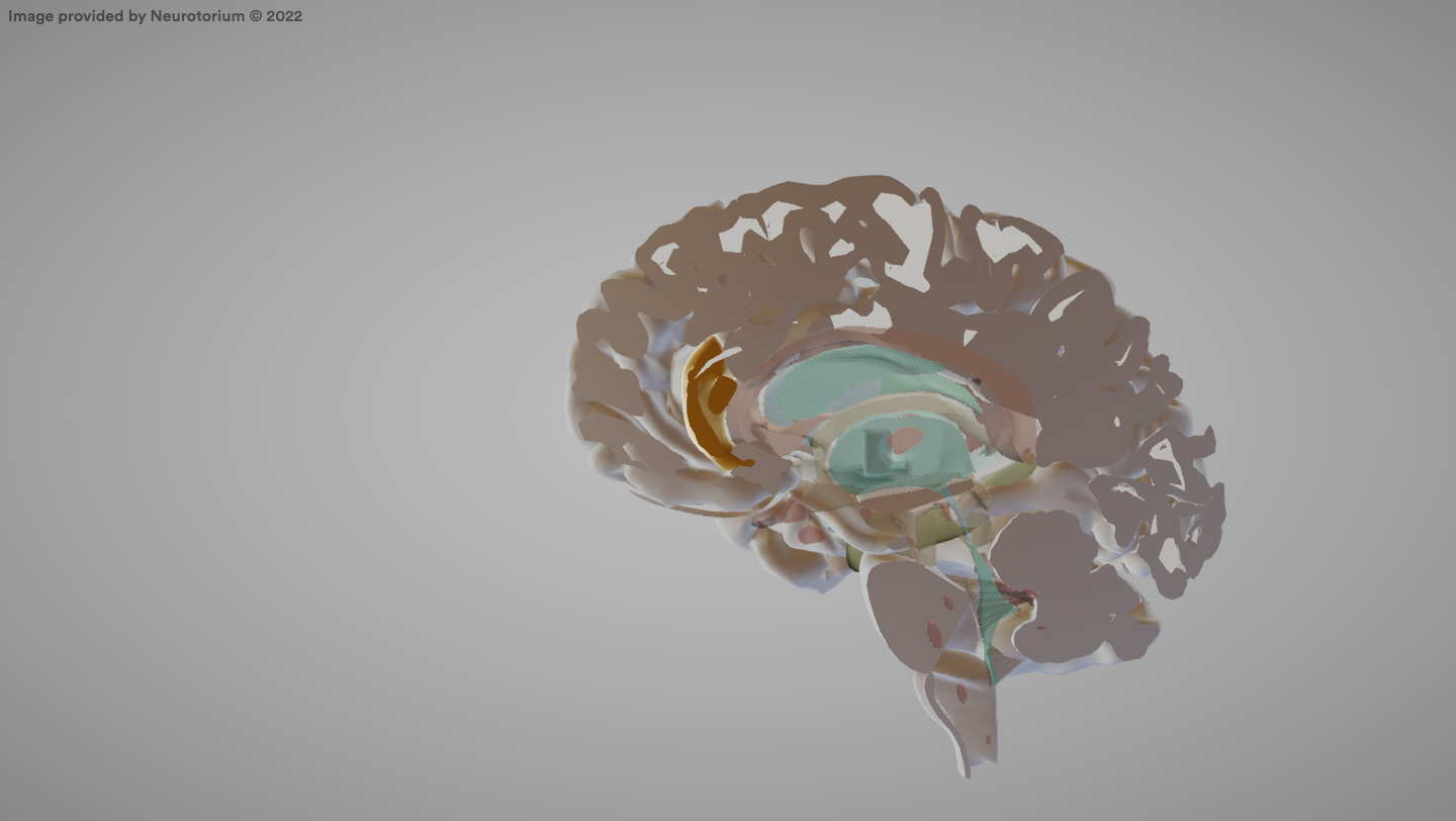 <p>A region of the cerebral cortex involved in emotional processing, decision-making, and attention.</p>