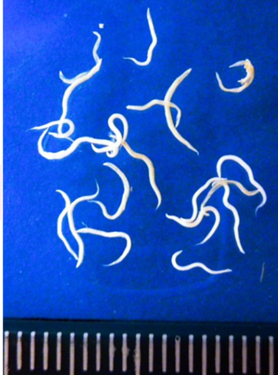 <p>• Non-pathogenic/low pathogenicity: inflammation and thickening of the wall of caeca, nodules in the mucosa;</p><p>• Important because it is a vector for Histomonas meleagridis.</p>