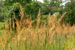 <p>Sorghastrum Nutans</p>