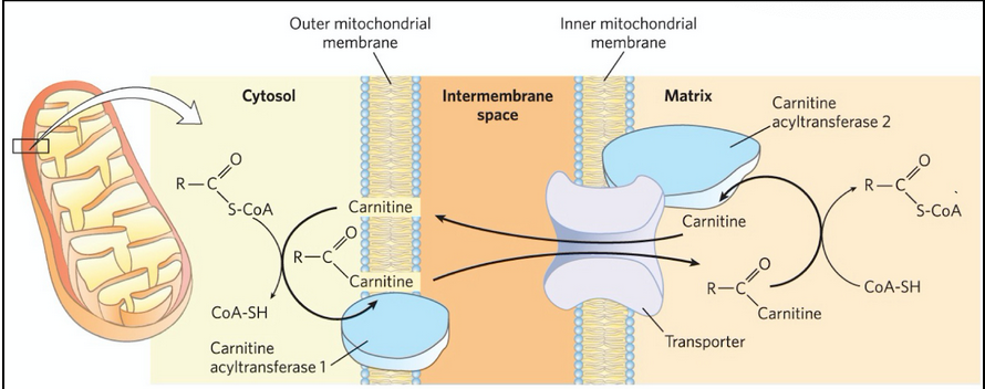 <ol><li><p><span style="background-color: transparent;">S-CoA group is exchanged for carnitine generating an acylcarnitine by CAT1 on the outer mitochondrial membrane. Fatty-acyl-carnitine then can enter the inner matrix via the transport membrane channel</span></p></li><li><p><span style="background-color: transparent;">Translocation into the mitochondrial matrix and exchange of carnitine for CoA by CAT2</span></p></li></ol><p></p>