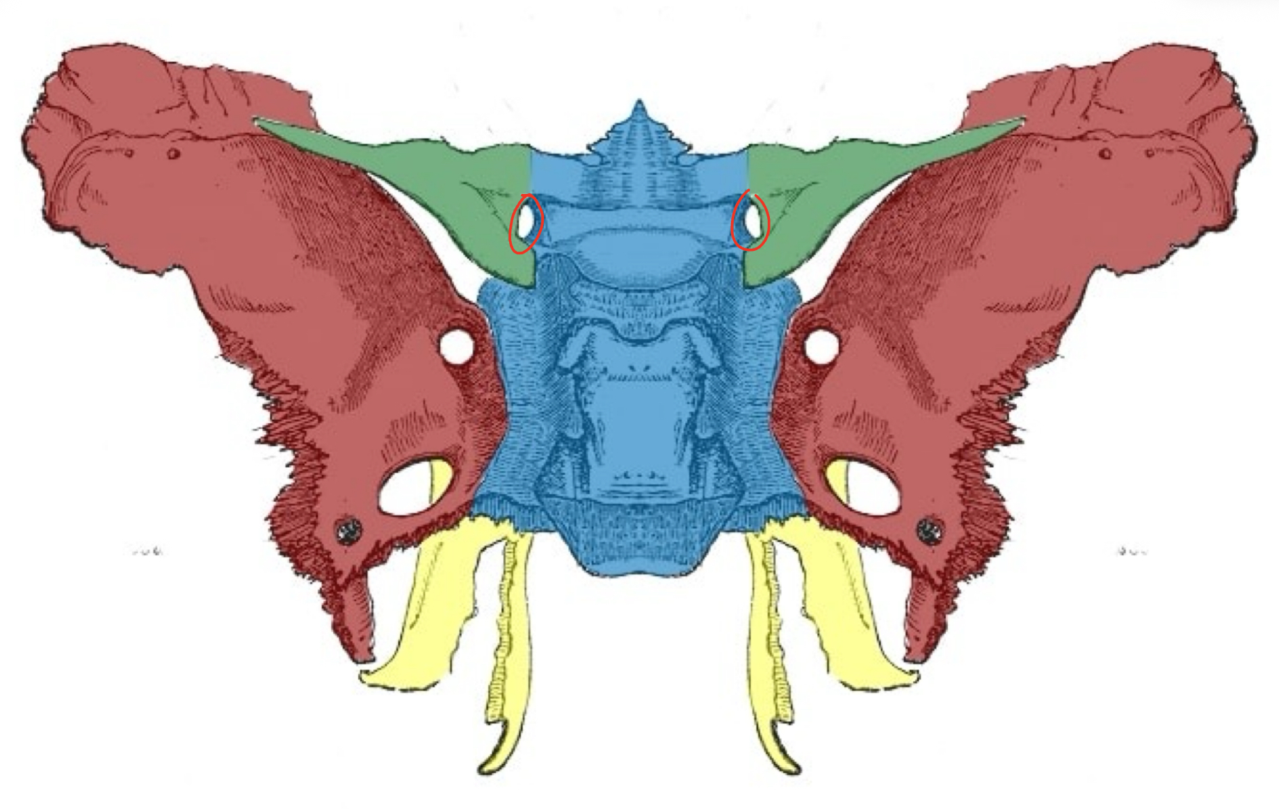 term image